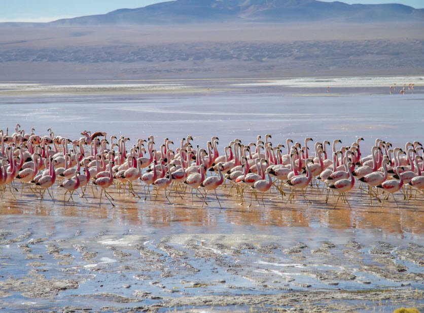 Eduardo Avaroa Andean Fauna Reserve, Near Uyuni, Southwest Bolivia, Bolivia